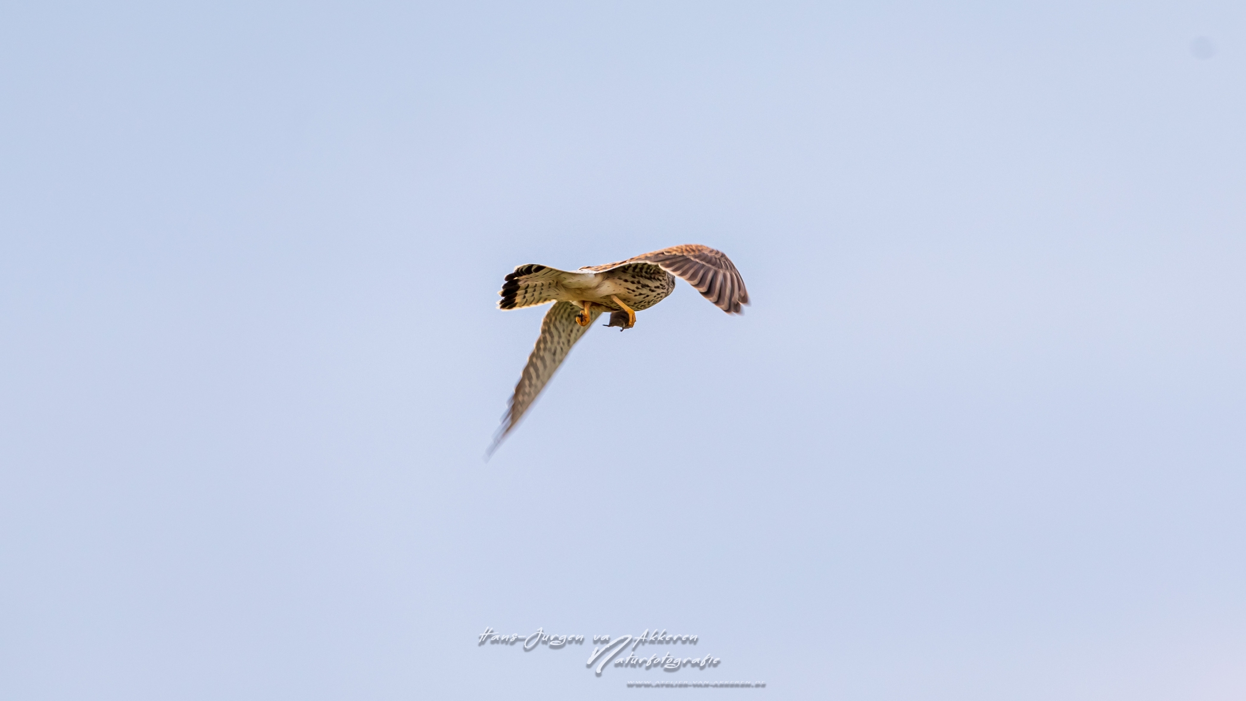Turmfalke mit Beute